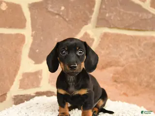 Miniature Dachshund dogs for sale: Dexter - Ad 2