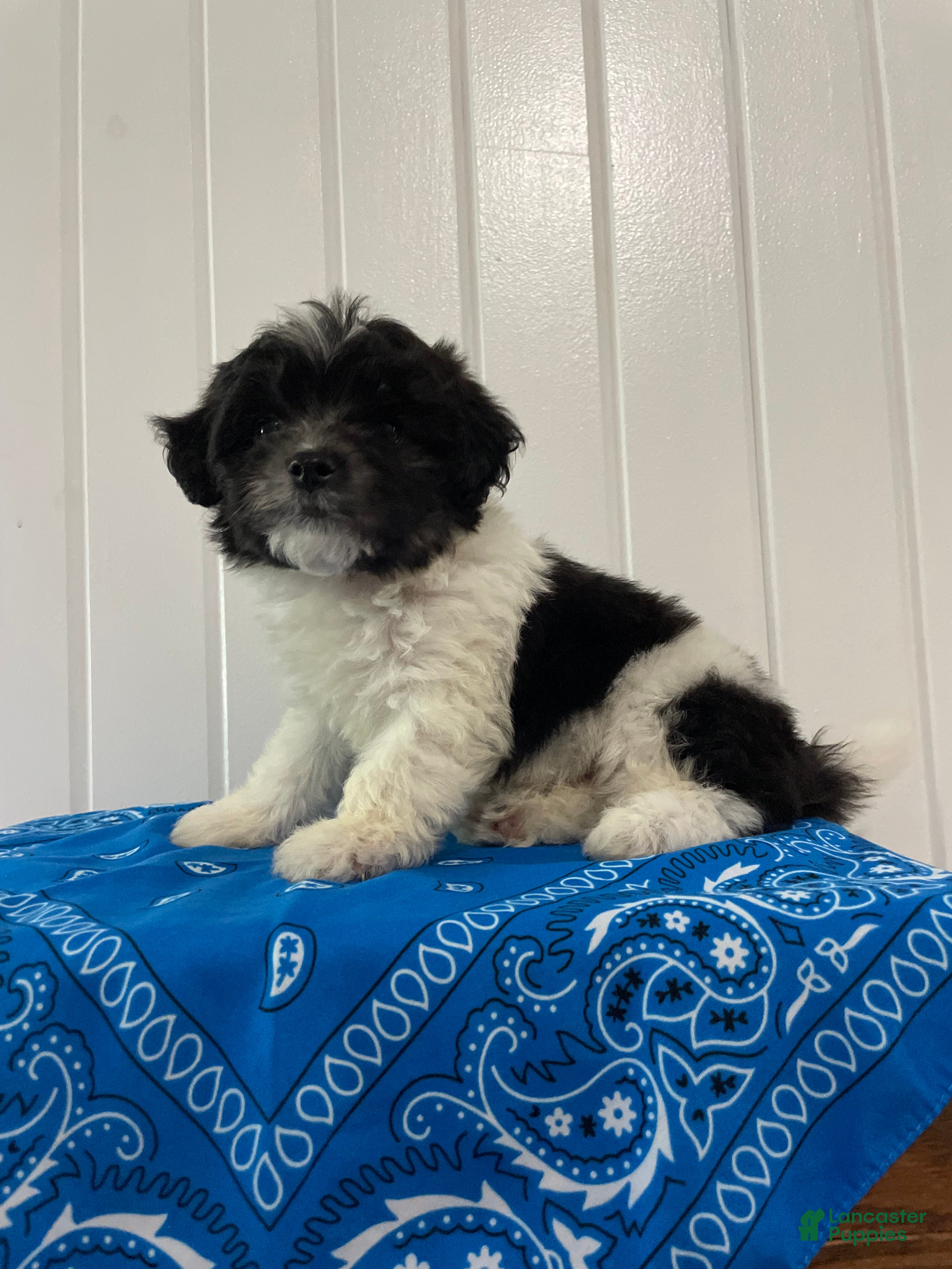 Maltipoo dogs Bingo - Ad 1