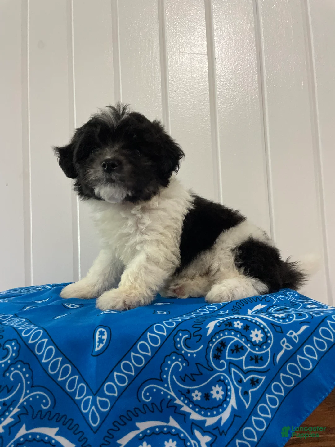 Maltipoo dogs for sale: Bingo - Ad 1