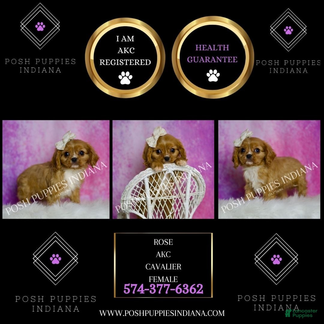 Cavalier King Charles Spaniel dogs for sale: Rose - Ad 8