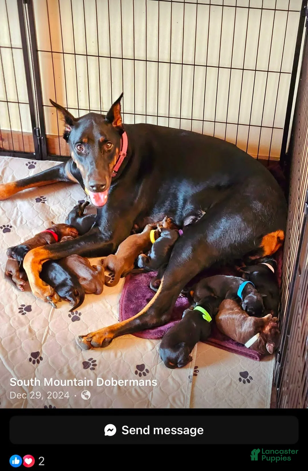 Doberman Pinscher dogs for sale: Prince Charming - Ad 12