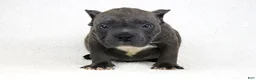 American Bully dogs for sale: Blue Brindle Male - Ad 4