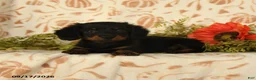 Miniature Dachshund dogs for sale: Puddles - Ad 3