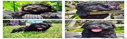 Havapoo dogs for sale: Isabella - Ad 1