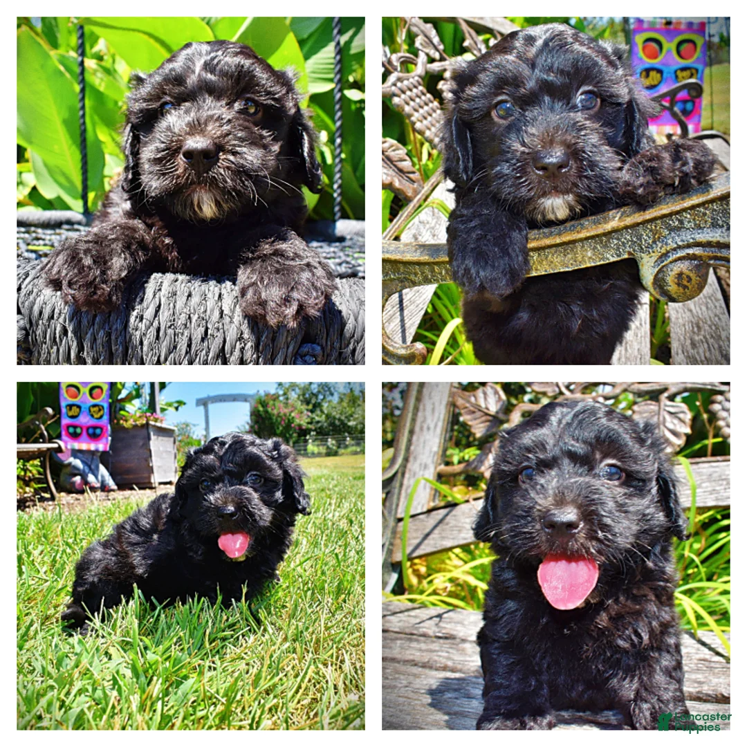 Havapoo dogs for sale: Isabella - Ad 1