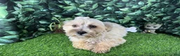 Havanese dogs for sale: Havanese 1 - Ad 5