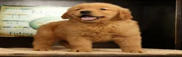Golden Retriever dogs for sale: Harry - Ad 6