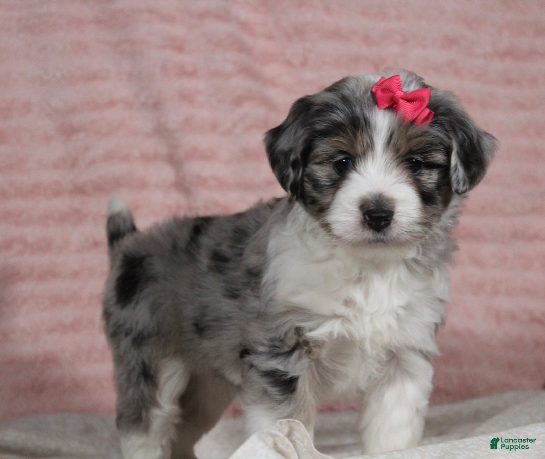 Mini Aussiedoodle dogs for sale: Darla - Ad 5