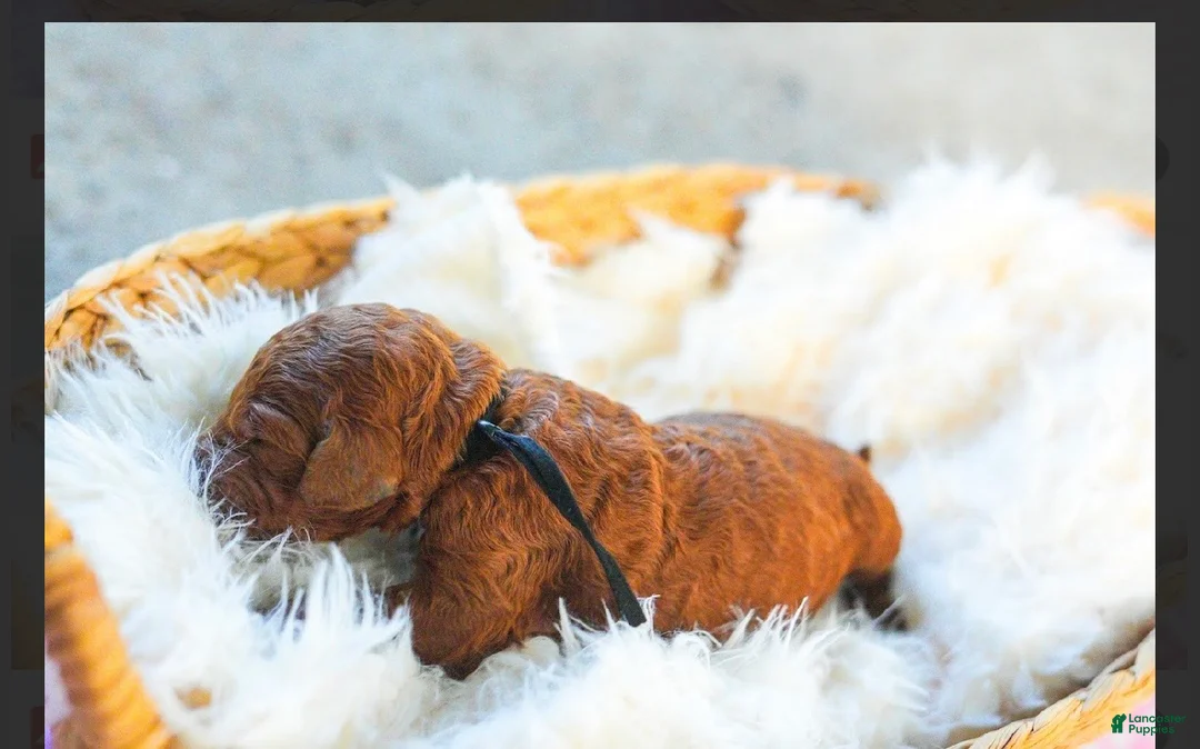 Standard Poodle dogs for sale: Standard Poodle 2 - Ad 1