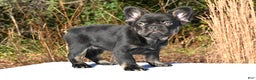 French Bulldog dogs for sale: Carmen  - Ad 11