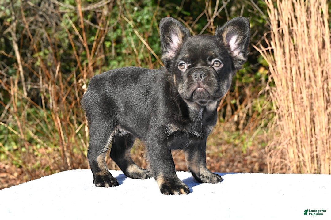 French Bulldog dogs for sale: Carmen  - Ad 11