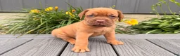 Dogue De Bordeaux dogs for sale: Bubble - Ad 3