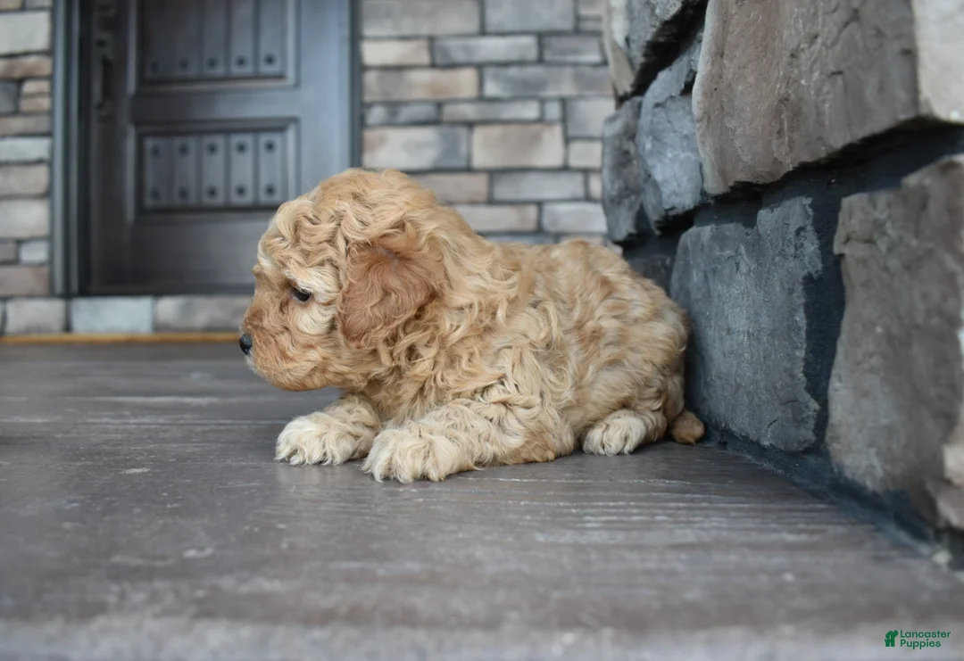 Mini Goldendoodle dogs for sale: Reed - Ad 2