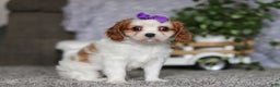 Cavalier King Charles Spaniel dogs for sale: Maggie - Ad 2