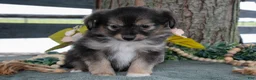 Toy Australian Shepherd dogs for sale: Winston - Ad 3