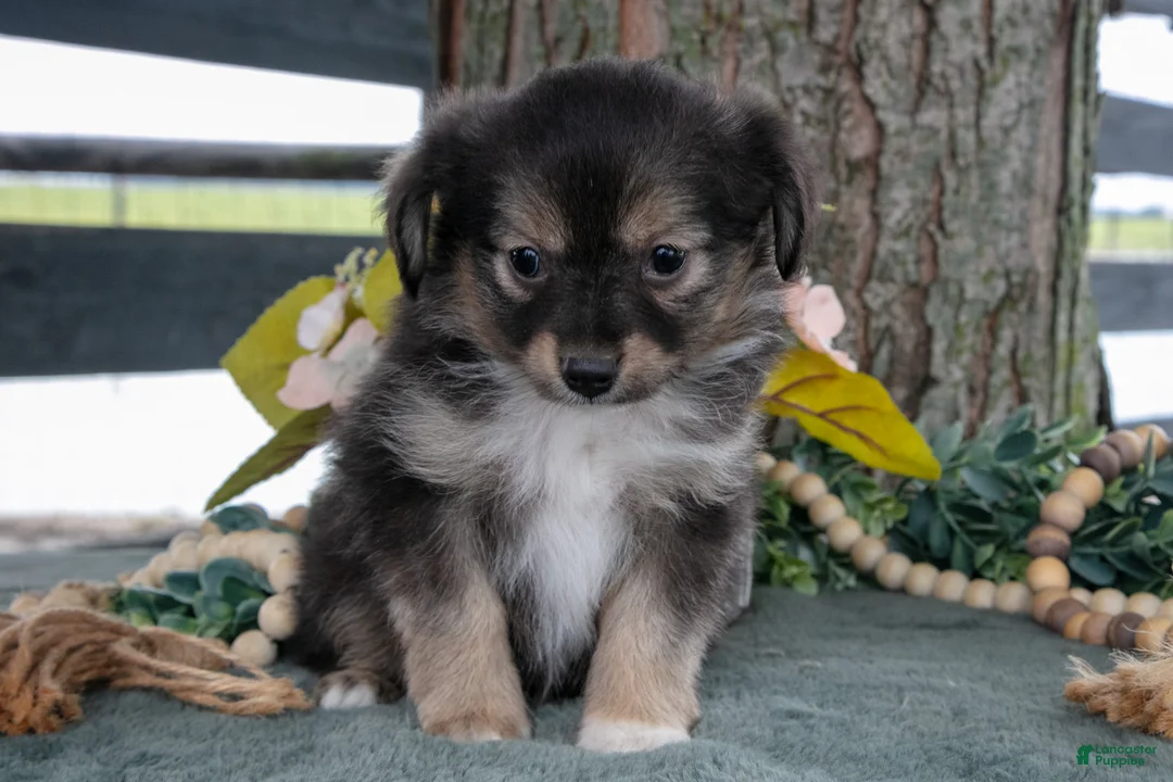 Toy Australian Shepherd dogs for sale: Winston - Ad 3