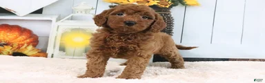 Lulu