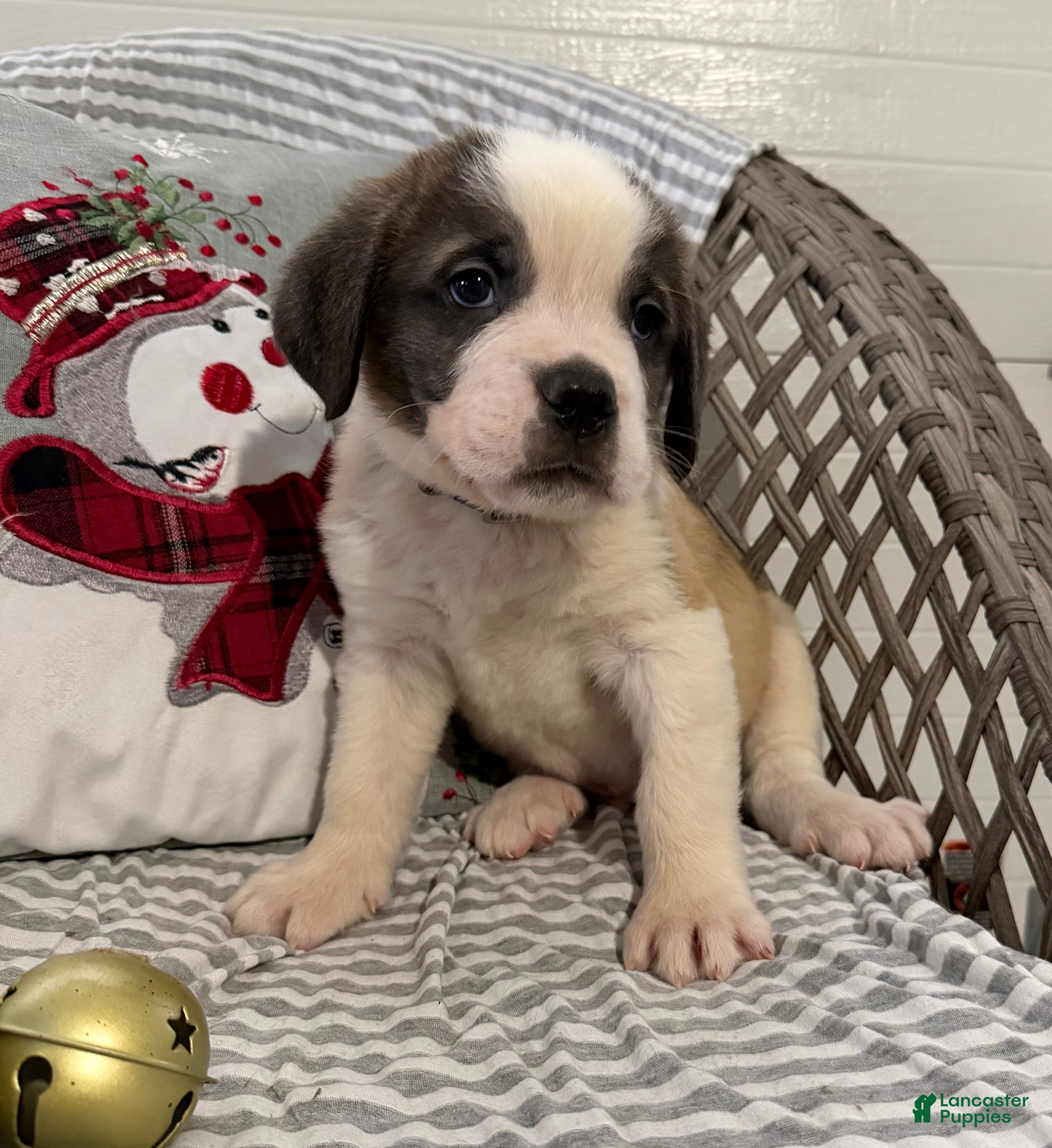 Saint Bernard dogs Rambler - Ad 2