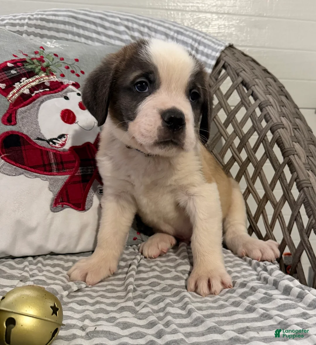Saint Bernard dogs for sale: Rambler - Ad 2