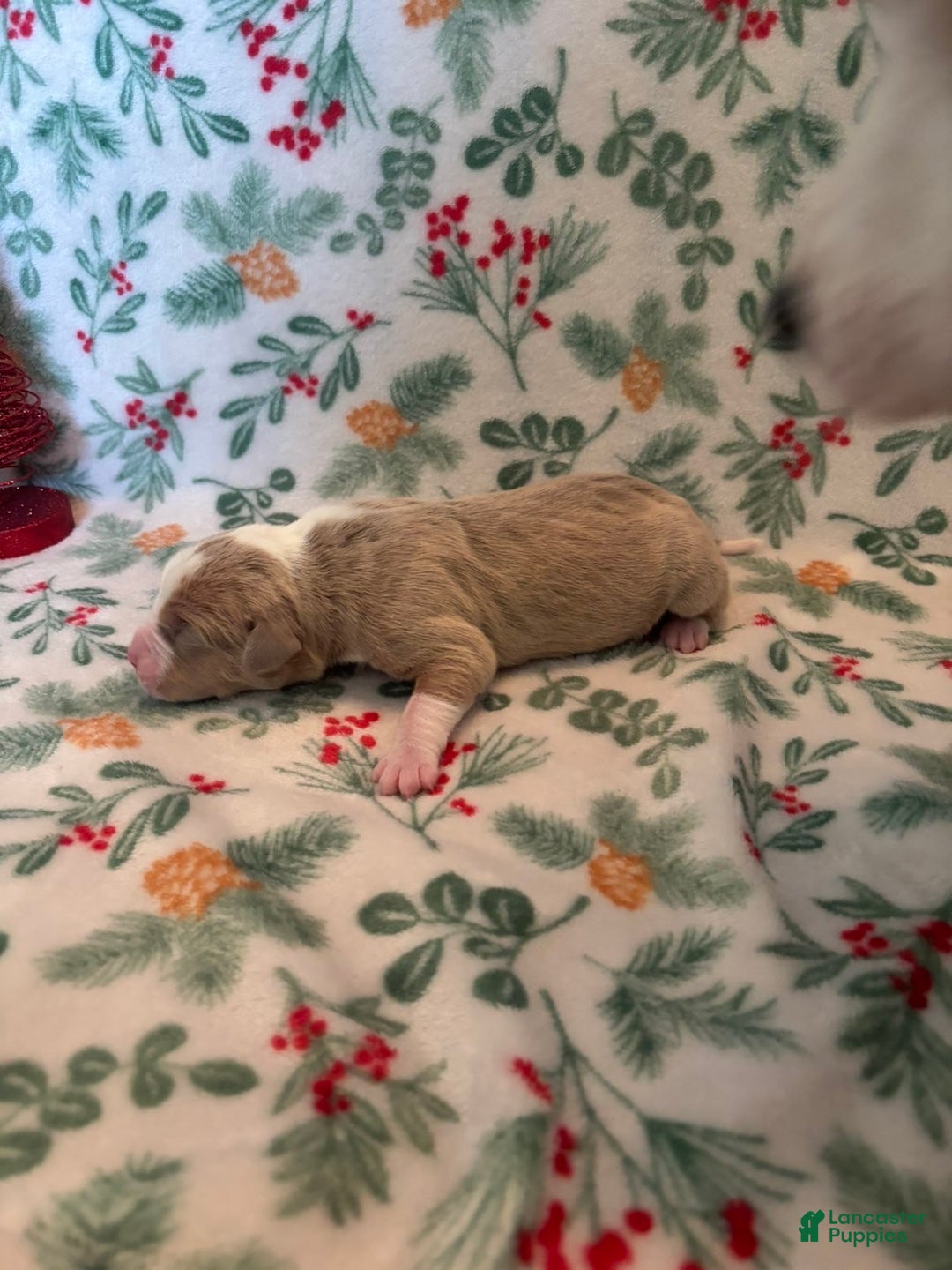 Mixed Breed dogs for sale: Apollo - Ad 2