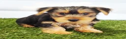 Yorkshire Terrier dogs for sale: Elmo - Ad 3