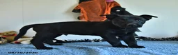Belgian Malinois dogs for sale: Lupin - Ad 8