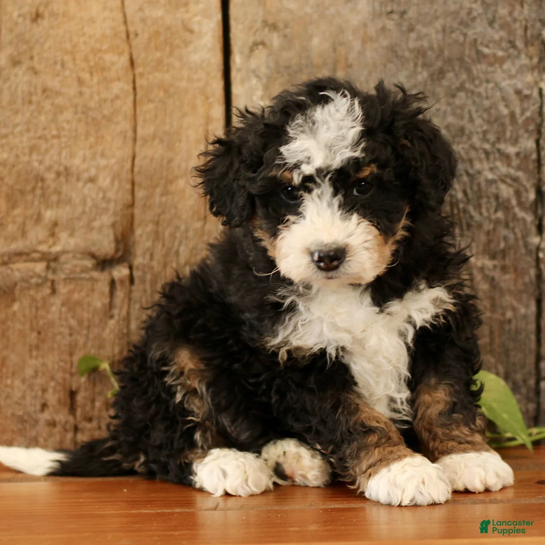 Mini Bernedoodle dogs for sale: King  - Ad 2