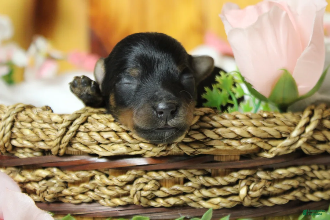 Yorkiepoo dogs for sale: Pedro  - Ad 2