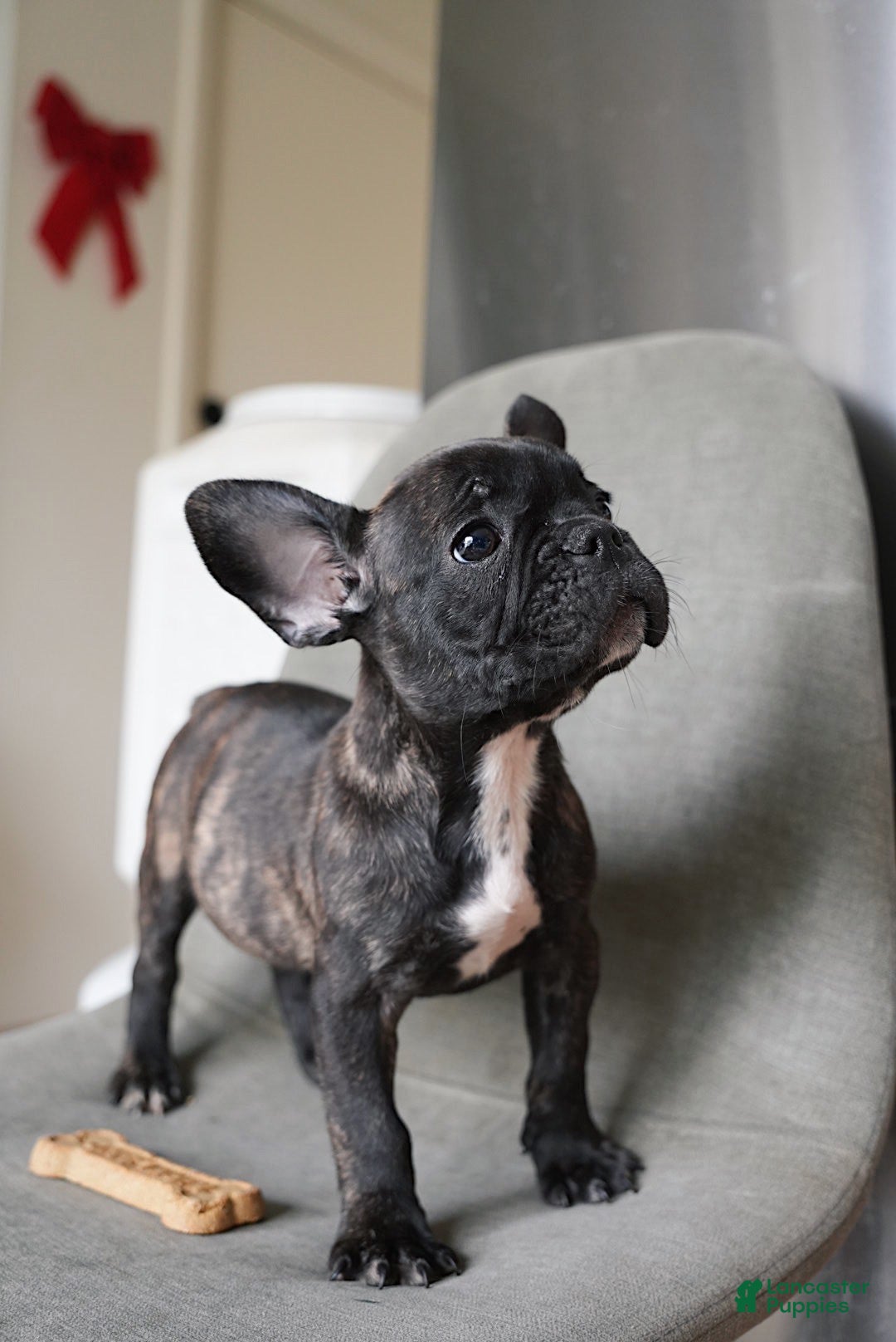 French Bulldog dogs Mocha - Ad 24