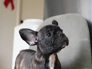 French Bulldog dogs Mocha - Ad 24