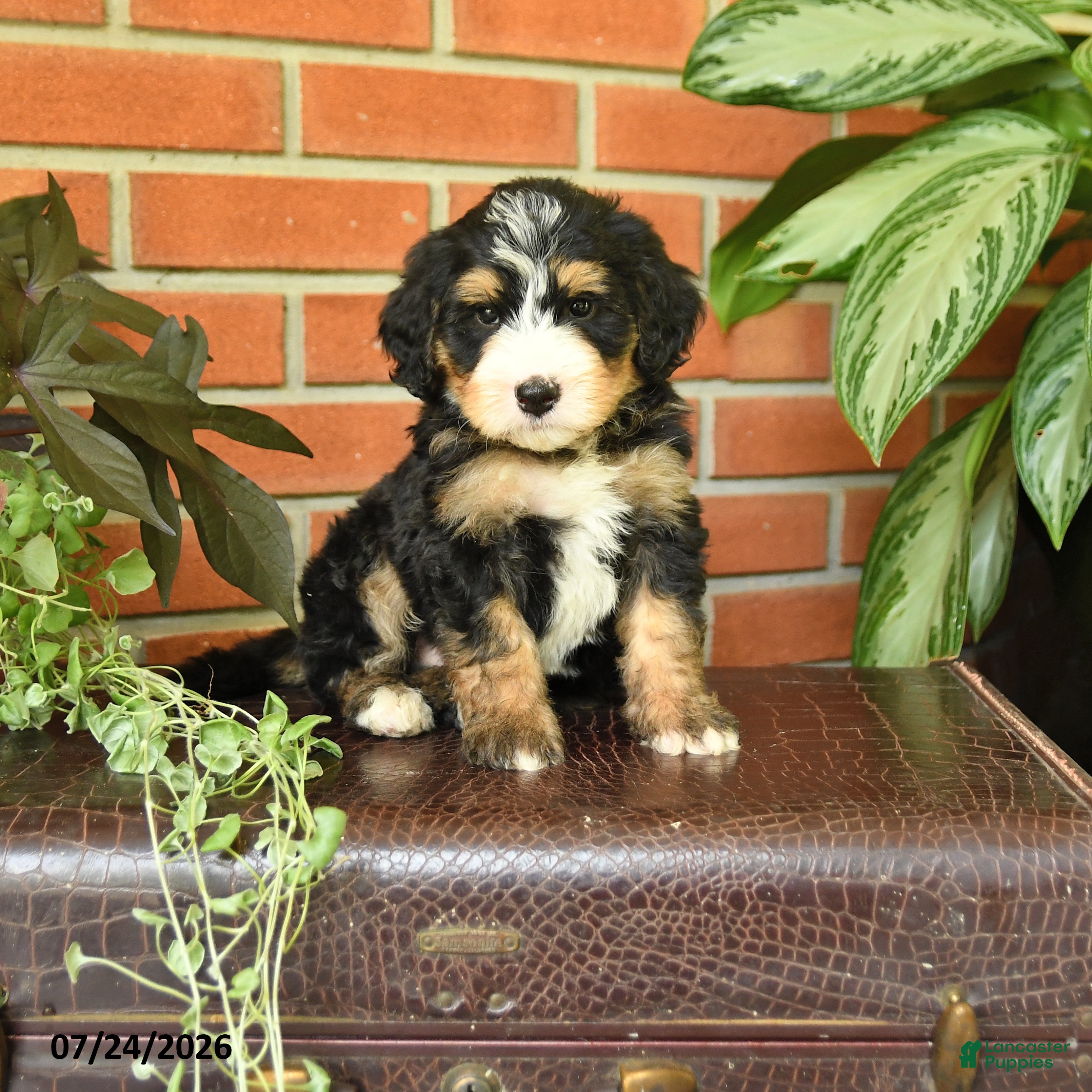 Bernedoodle dogs Jarlin - Ad 1