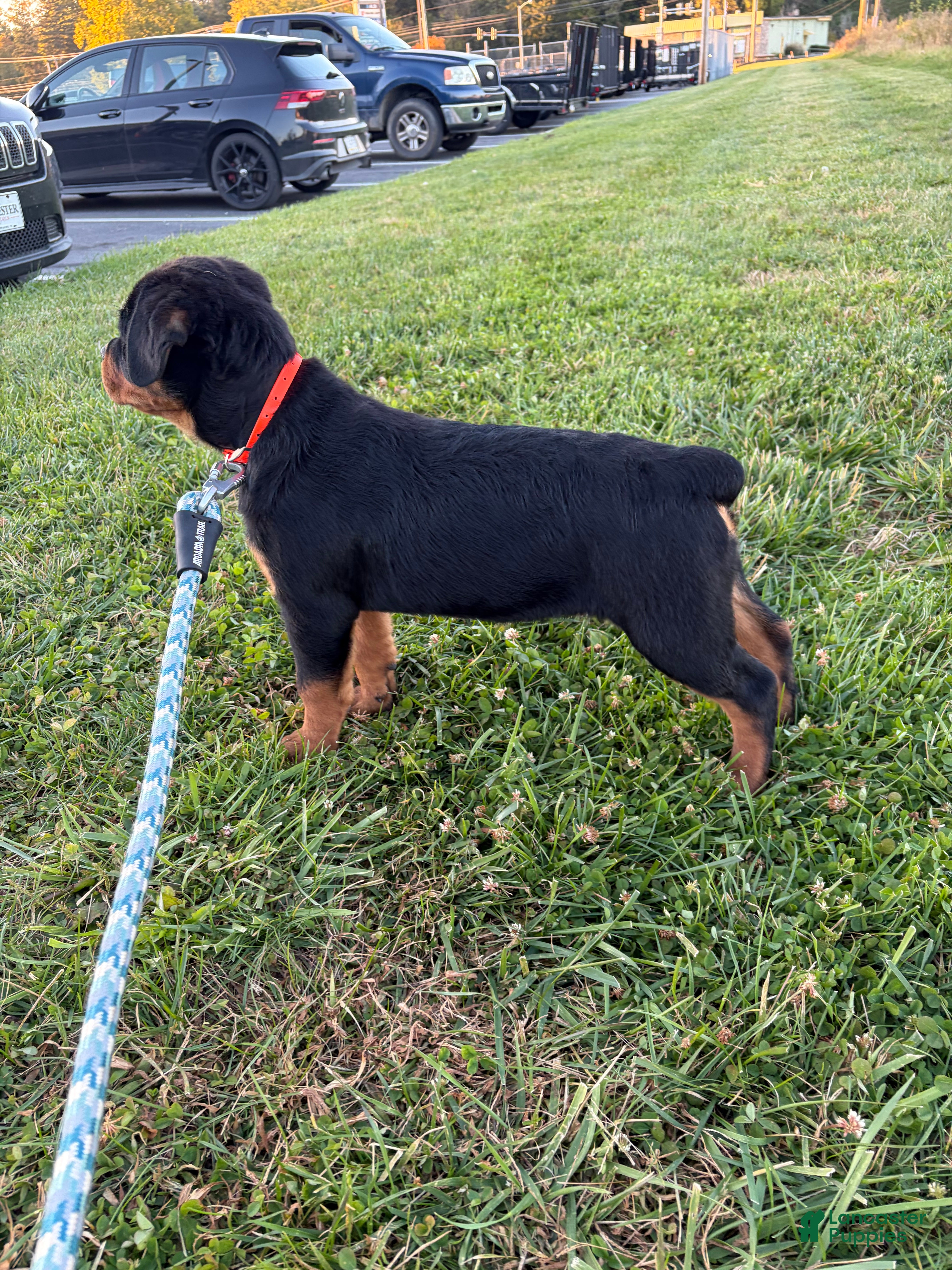 Rottweiler dogs for sale: Zara - Ad 2