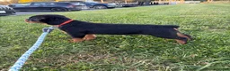 Rottweiler dogs for sale: Zara - Ad 2