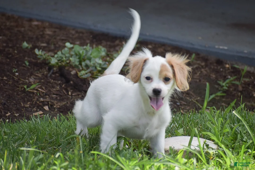 Mixed Breed dogs for sale: Mariah - Ad 2