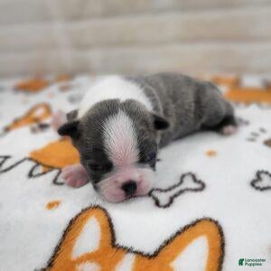 Boston Terrier dogs for sale: Male 2 - Ad 1