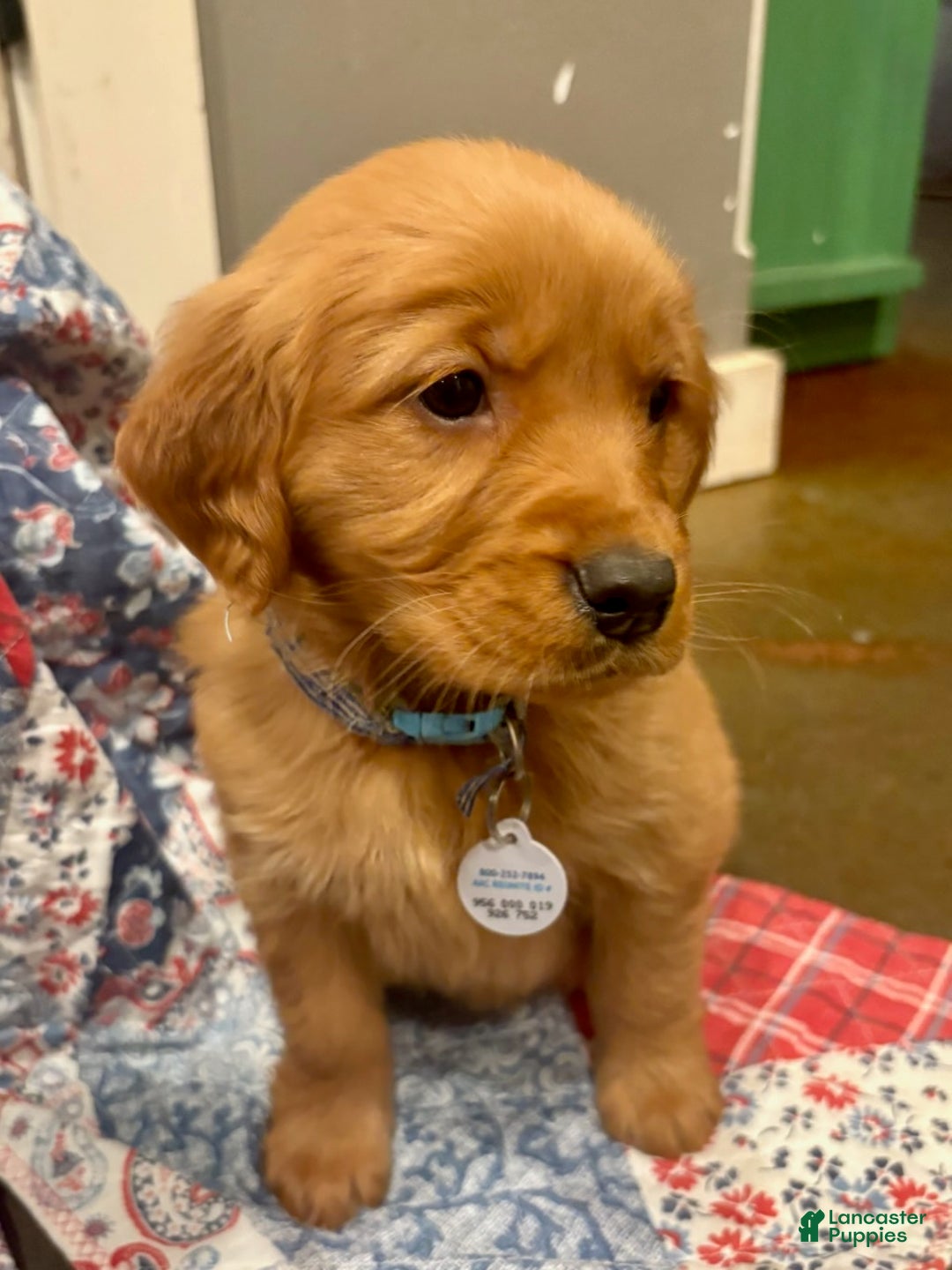 Golden Retriever dogs for sale: Sage - Ad 3