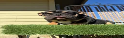 English Bulldog dogs for sale: KINGSTON – Black Tan Tri LOVERBOY in LA, CA. USA Delivery Available! - Ad 8