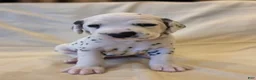 Dalmatian dogs for sale: Tan - Ad 1