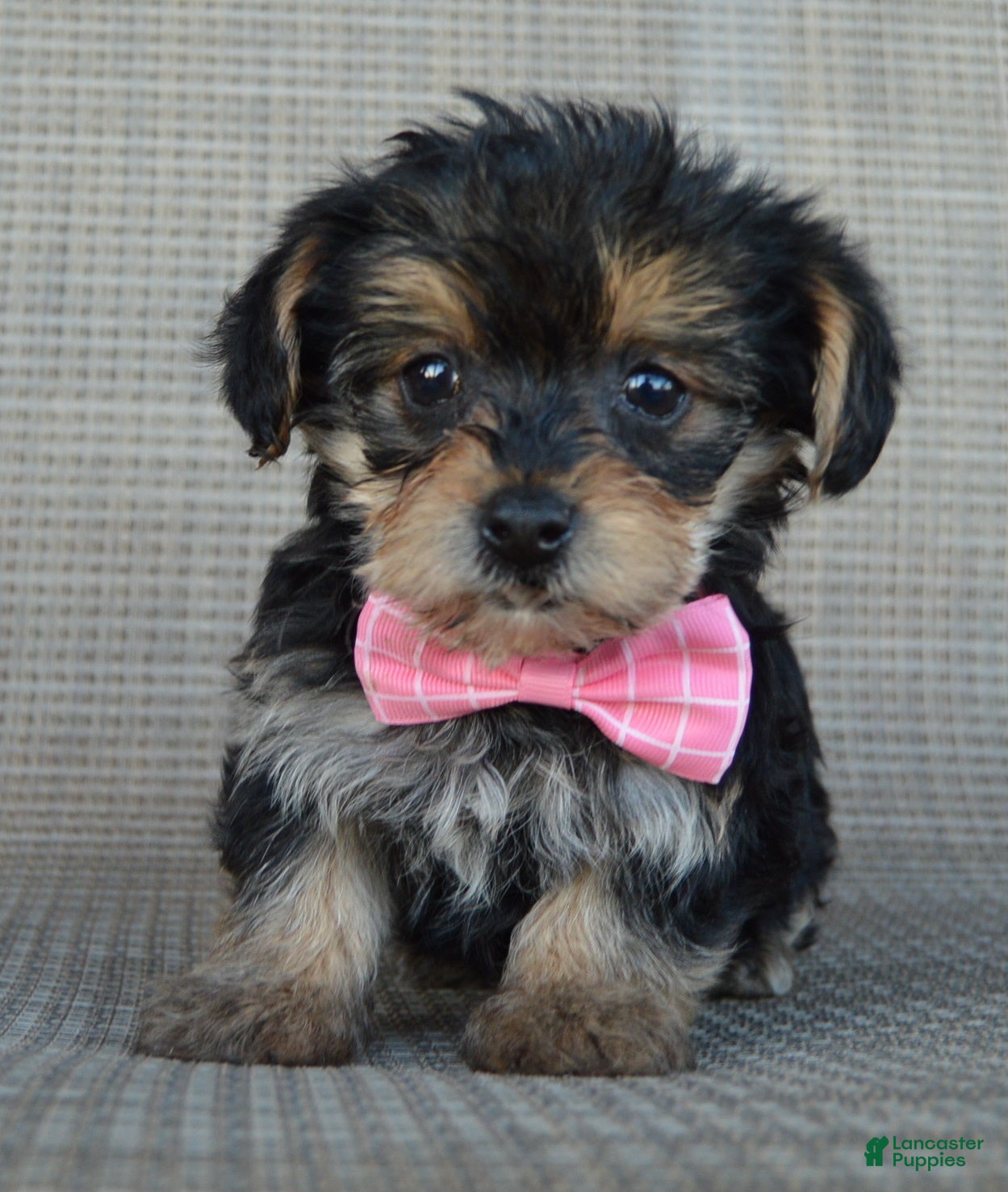 Yorkiepoo dogs for sale: Tiny Stella - Ad 2