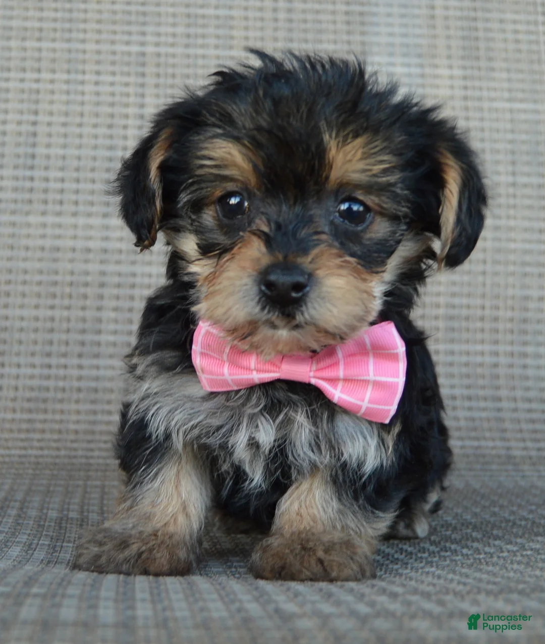 Yorkiepoo dogs for sale: Tiny Stella - Ad 2