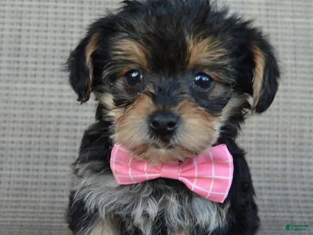 Yorkiepoo dogs for sale: Tiny Stella - Ad 2