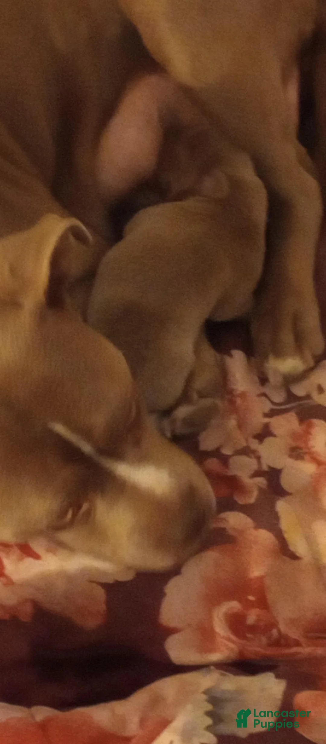 Mixed Breed dogs for sale: Mixed Breed 1 - Ad 2