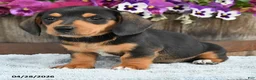 Dachshund dogs for sale: Bingo - Ad 3