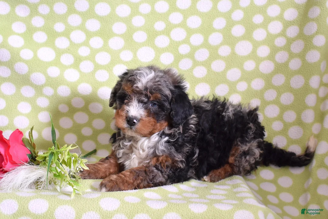 Bernedoodle dogs for sale: Gadget  - Ad 7
