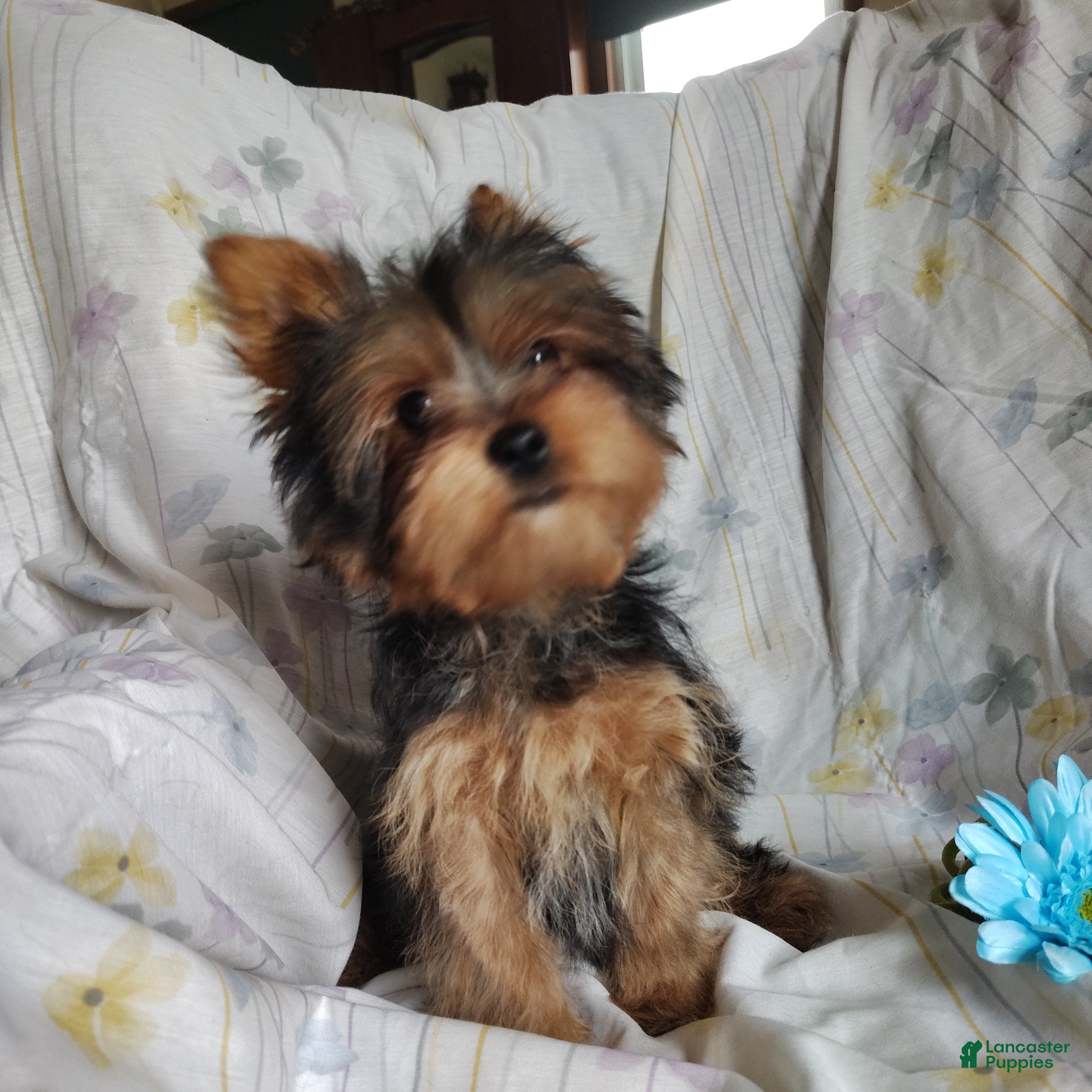Yorkshire Terrier dogs Jude - Ad 42