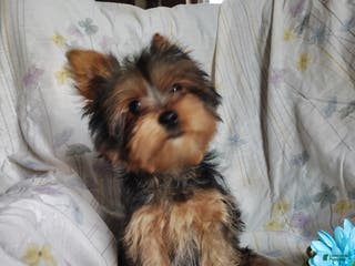 Yorkshire Terrier dogs Jude - Ad 42