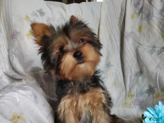 Yorkshire Terrier dogs Jude - Ad 42