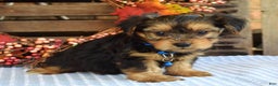 Yorkshire Terrier dogs for sale: Dasher - Ad 12