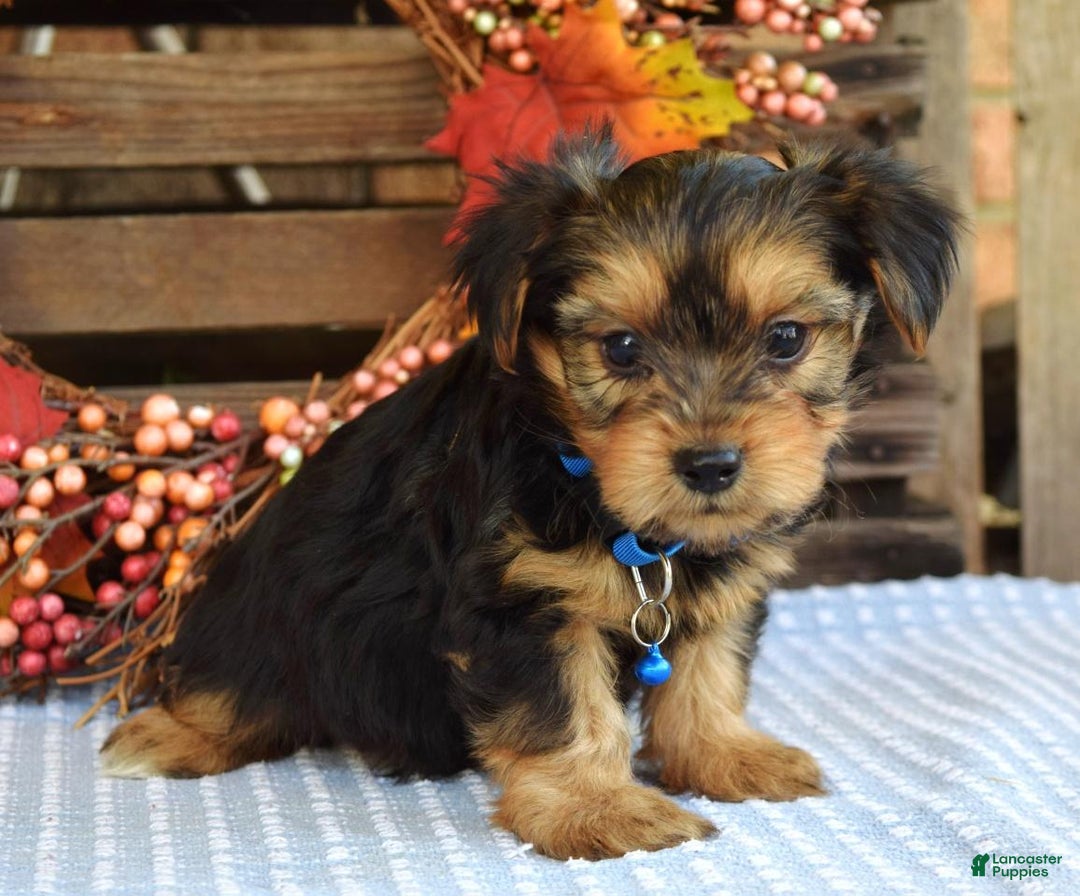 Yorkshire Terrier dogs for sale: Dasher - Ad 12