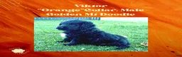 Mixed Breed dogs for sale:  ⭐ Viktor — Orange Collar • Male Golden Mountain Doodle - Ad 3